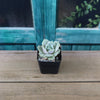 Echeveria Lola
