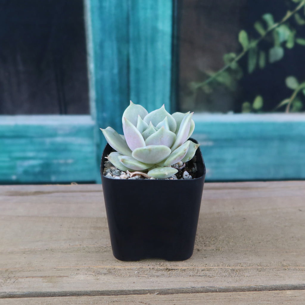 Echeveria Lola