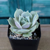 Echeveria Lola