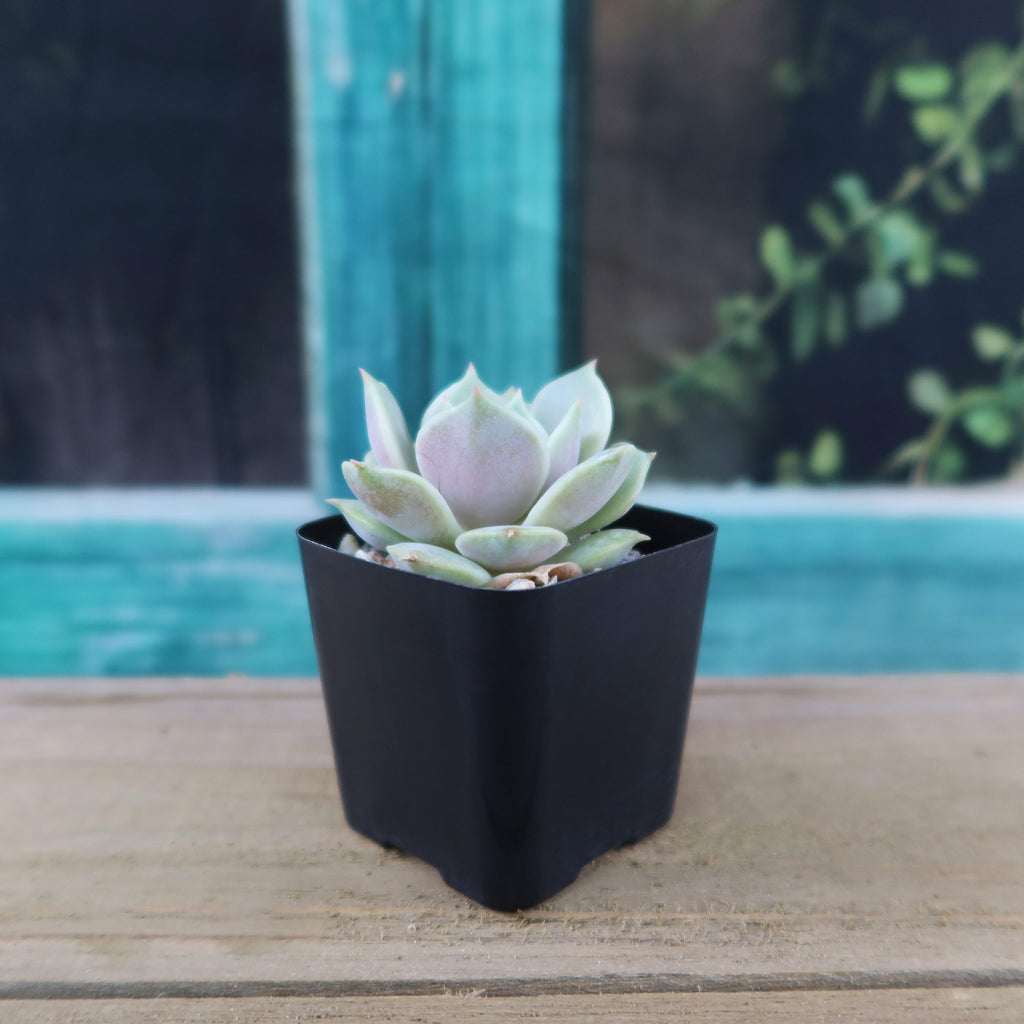 Echeveria Lola