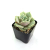 Echeveria Lola
