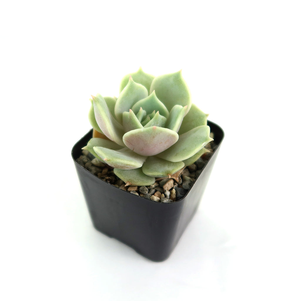 Echeveria Lola