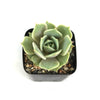 Echeveria Lola