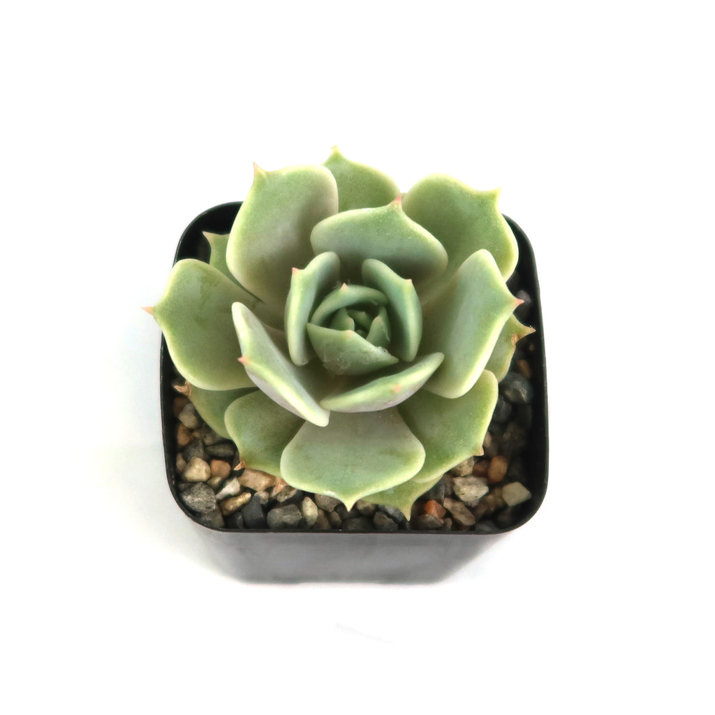 Echeveria Lola