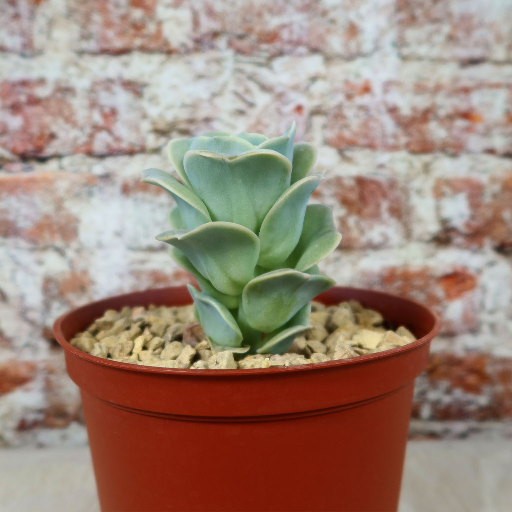 Echeveria Lovely Rose