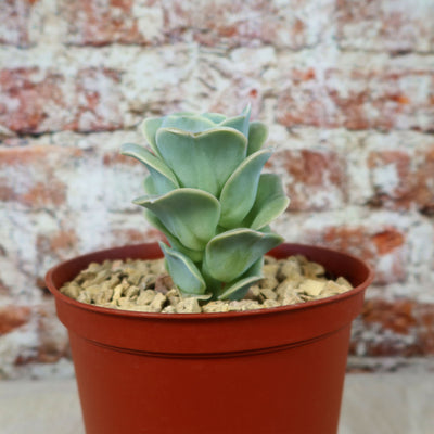 Echeveria Lovely Rose
