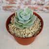 Echeveria Lovely Rose