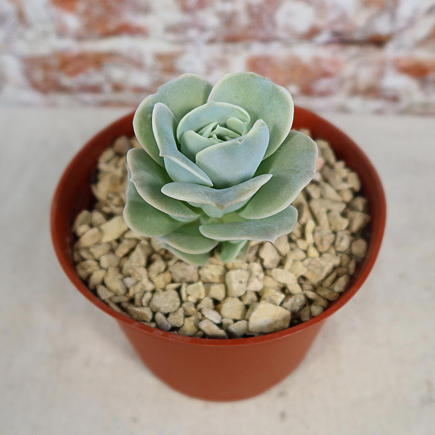 lovely rose succulent propagation Echeveria Lovely Rose 6" Pot