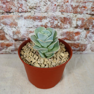 Echeveria Lovely Rose