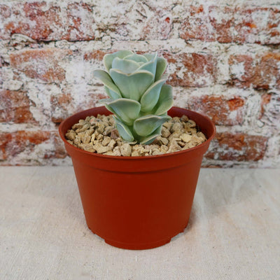 Echeveria Lovely Rose