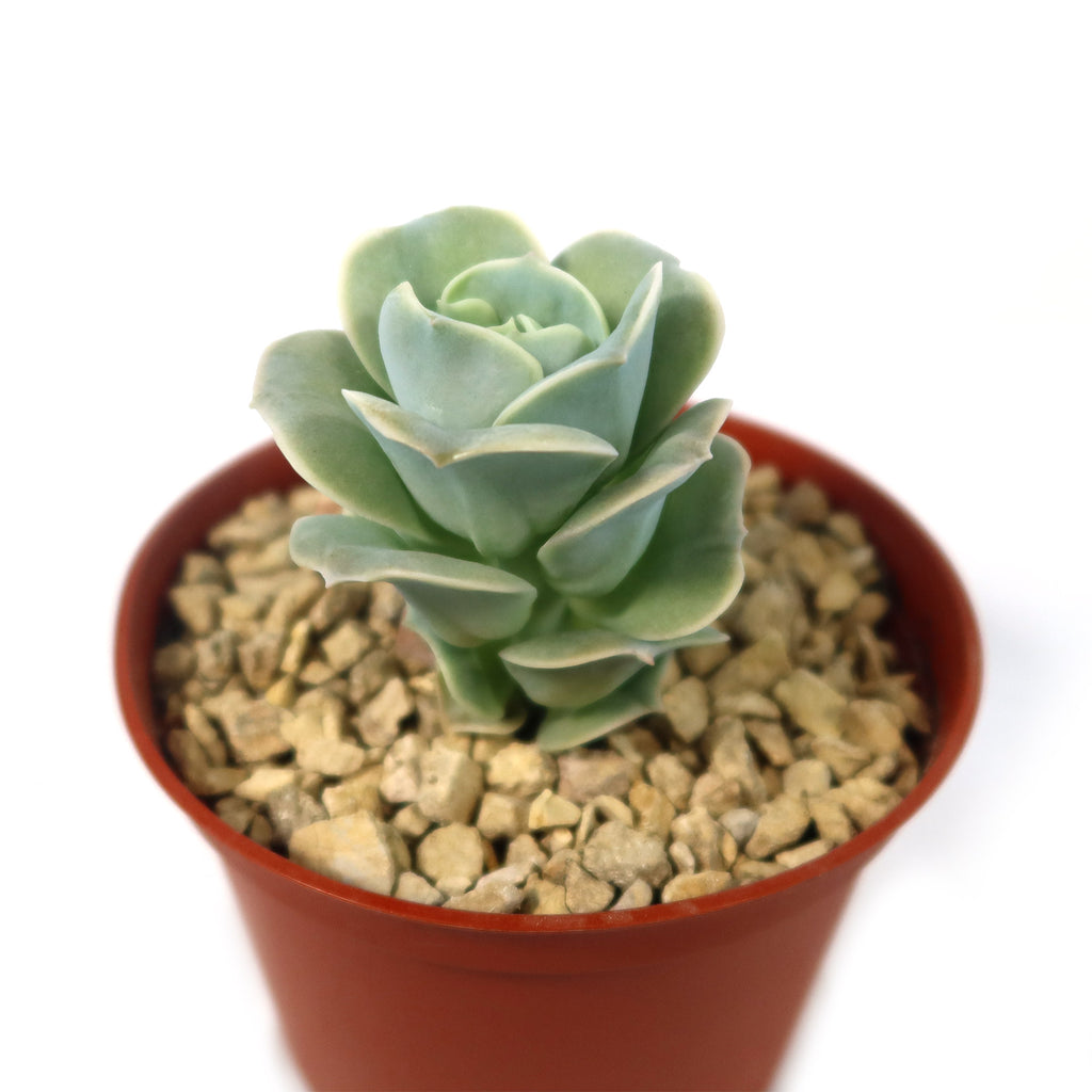 Echeveria Lovely Rose