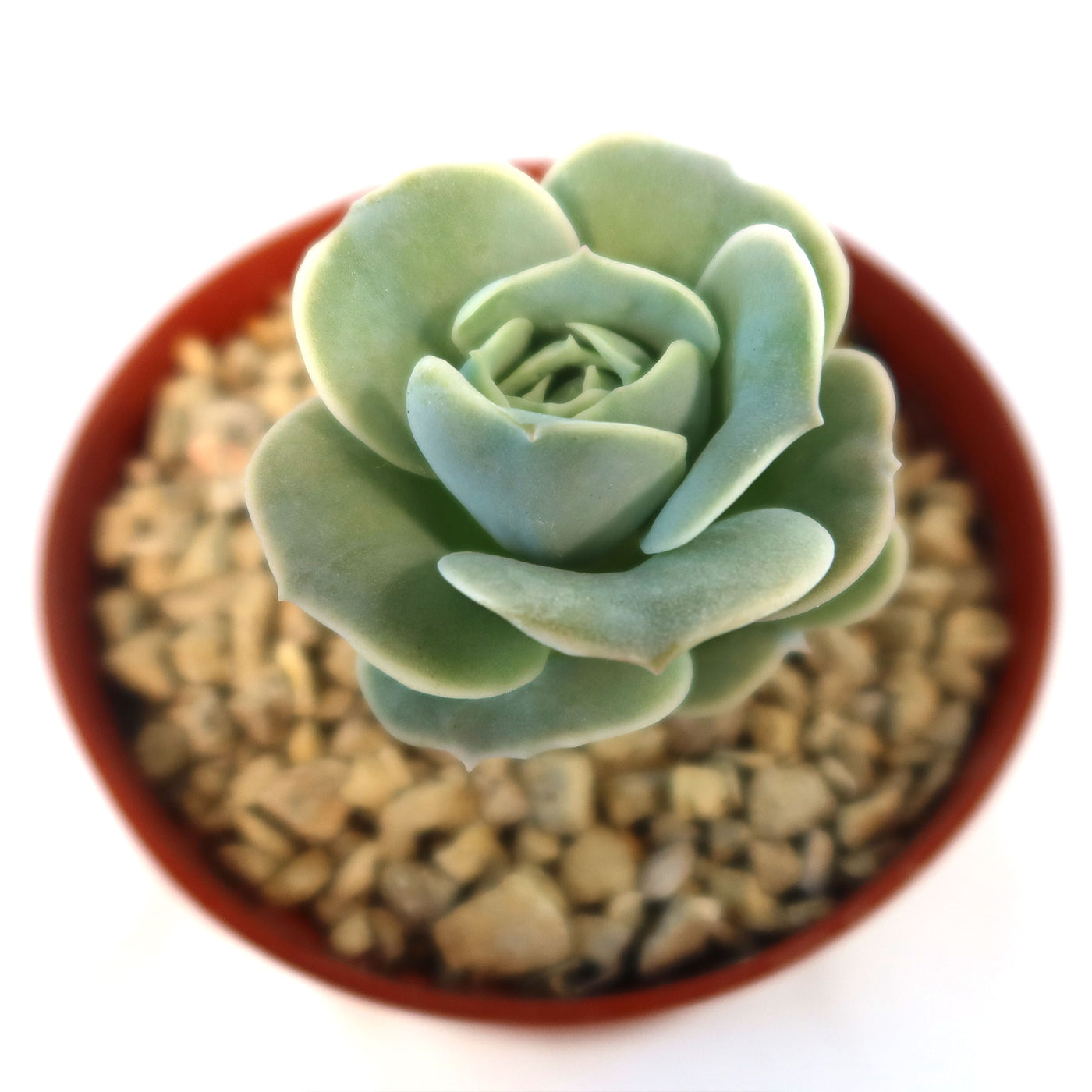 rose shaped succulents Echeveria Lovely Rose 6" Pot