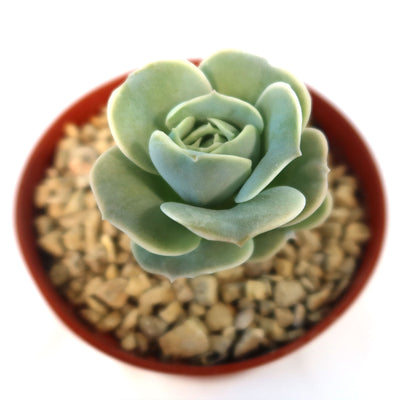 small rose succulent Echeveria Lovely Rose 6" Pot