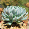 Echeveria &