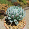 Echeveria &