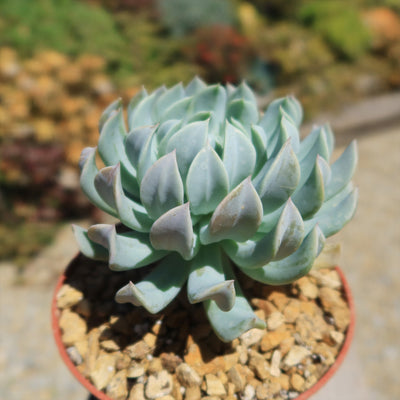 Echeveria 'Topsy Turvy'