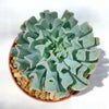 Echeveria &