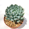 Echeveria &