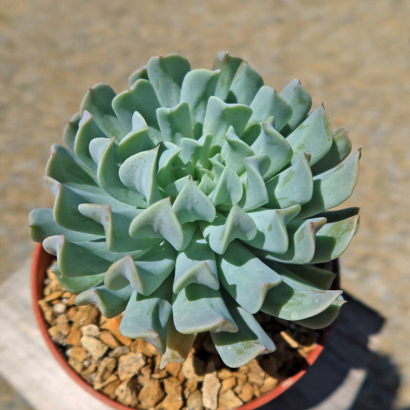 Echeveria 'Topsy Turvy'