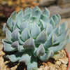 Echeveria &