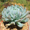 Echeveria &