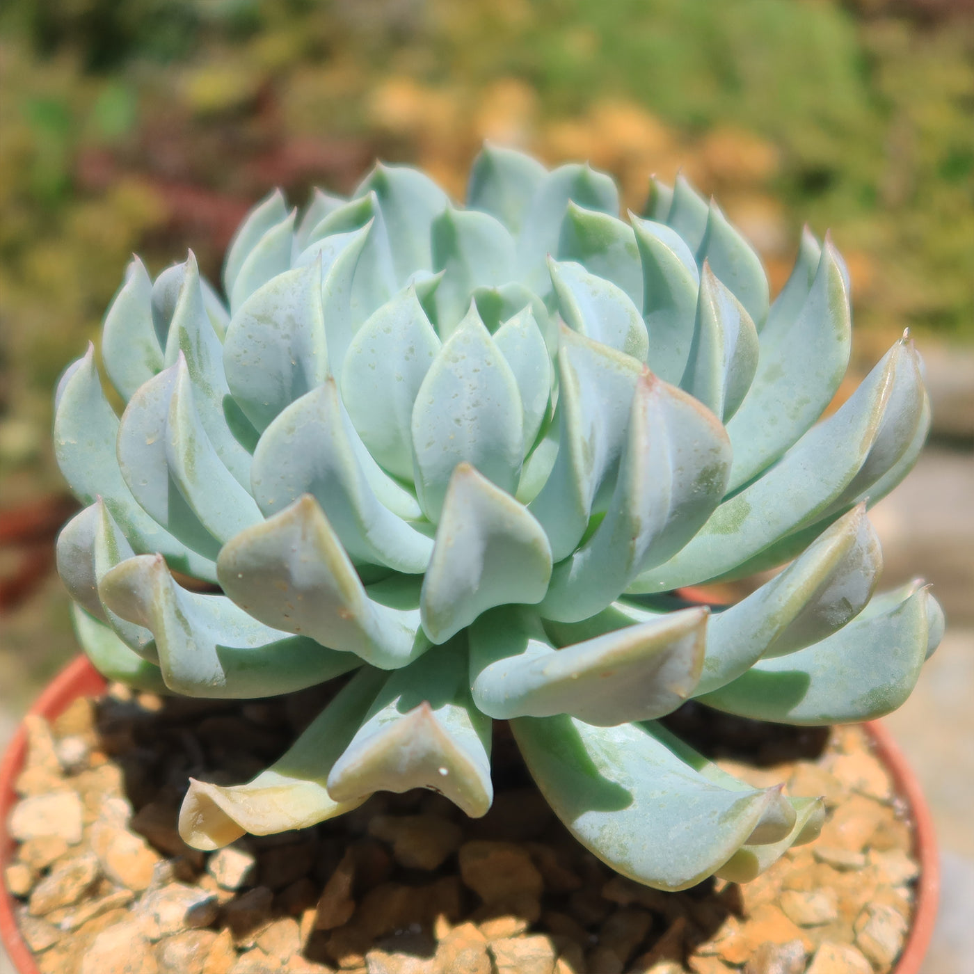 succulent echeveria topsy turvy Echeveria 'Topsy Turvy'