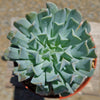 Echeveria &