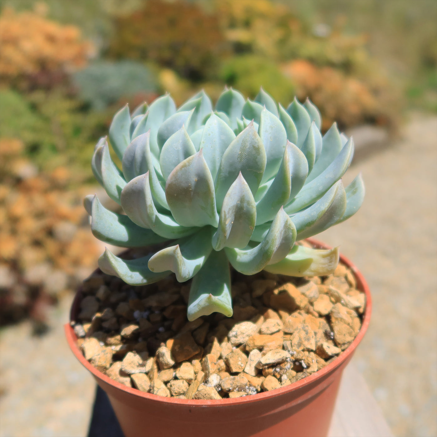 topsy succulent Echeveria 'Topsy Turvy'