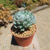 Echeveria &