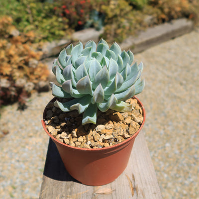 Echeveria 'Topsy Turvy'