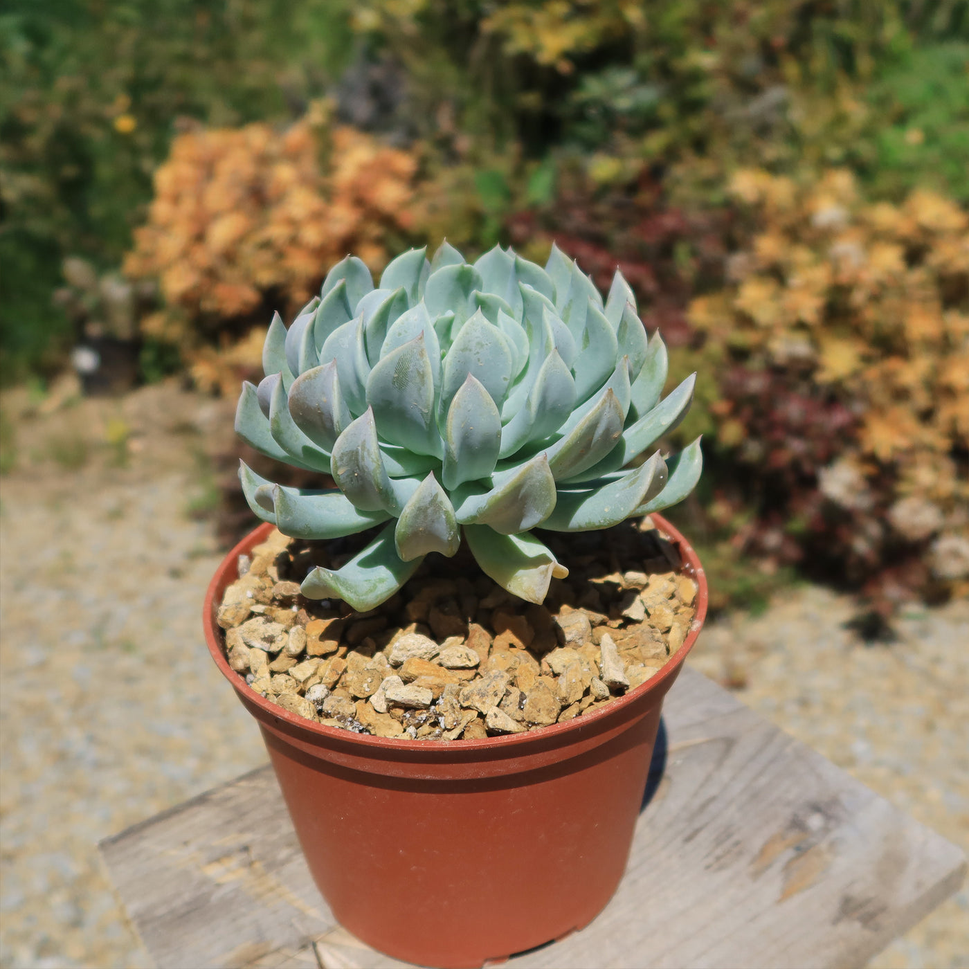 Echeveria 'Topsy Turvy'