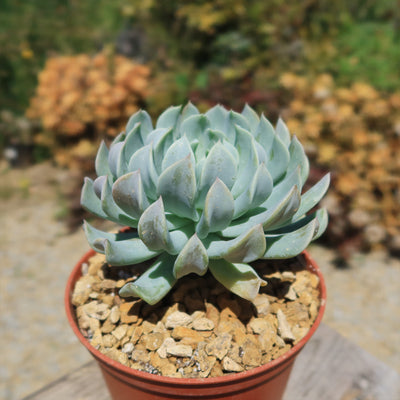 Echeveria 'Topsy Turvy'