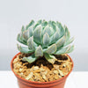 Echeveria &