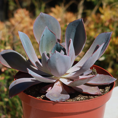 Echeveria Afterglow