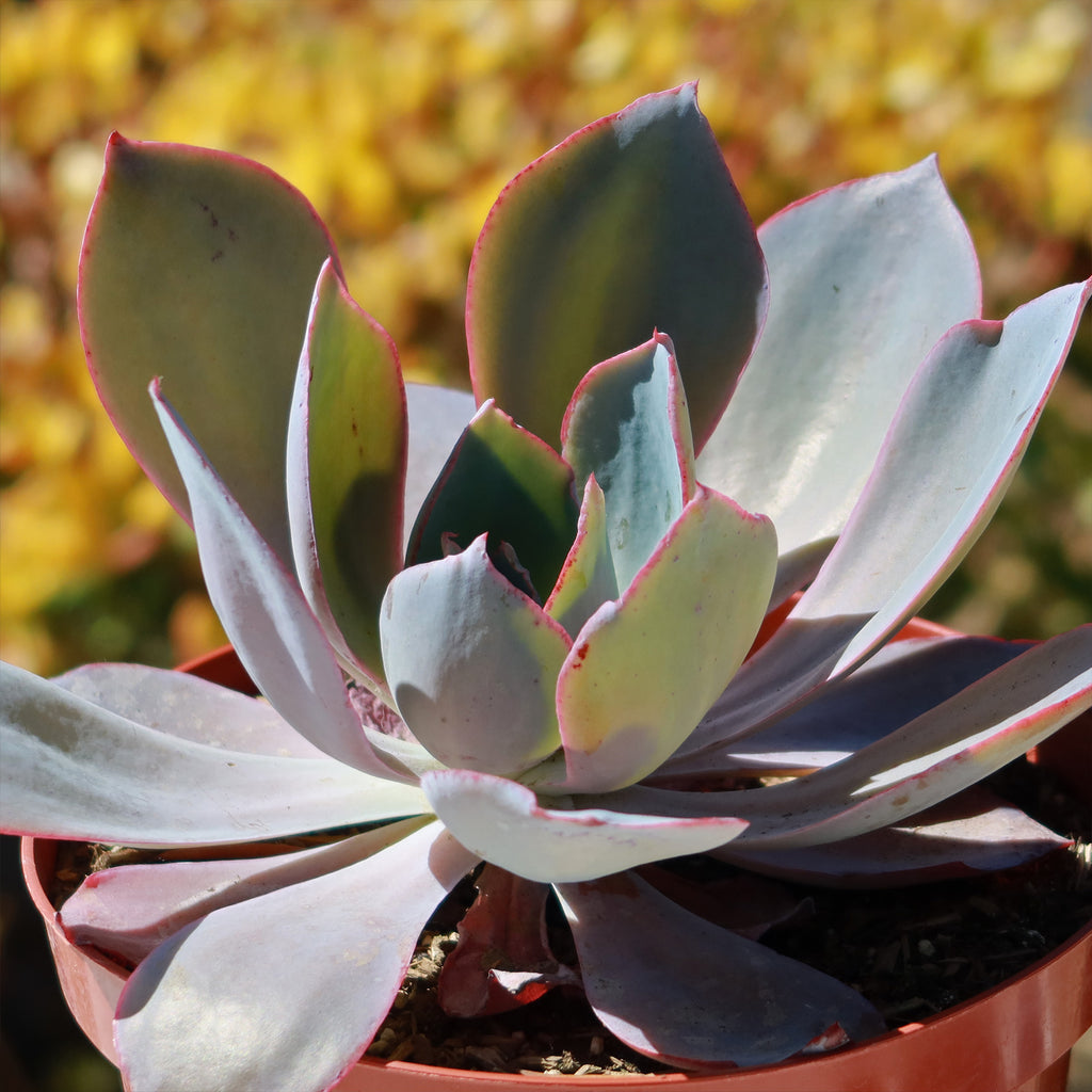 Echeveria Afterglow