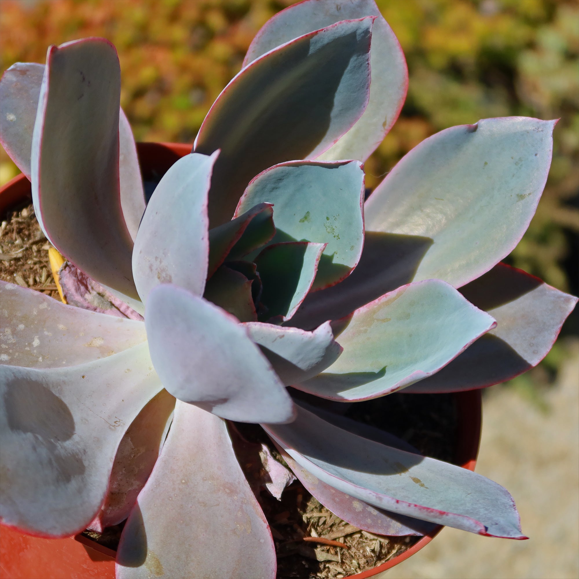 Echeveria Afterglow