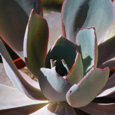 Echeveria Afterglow