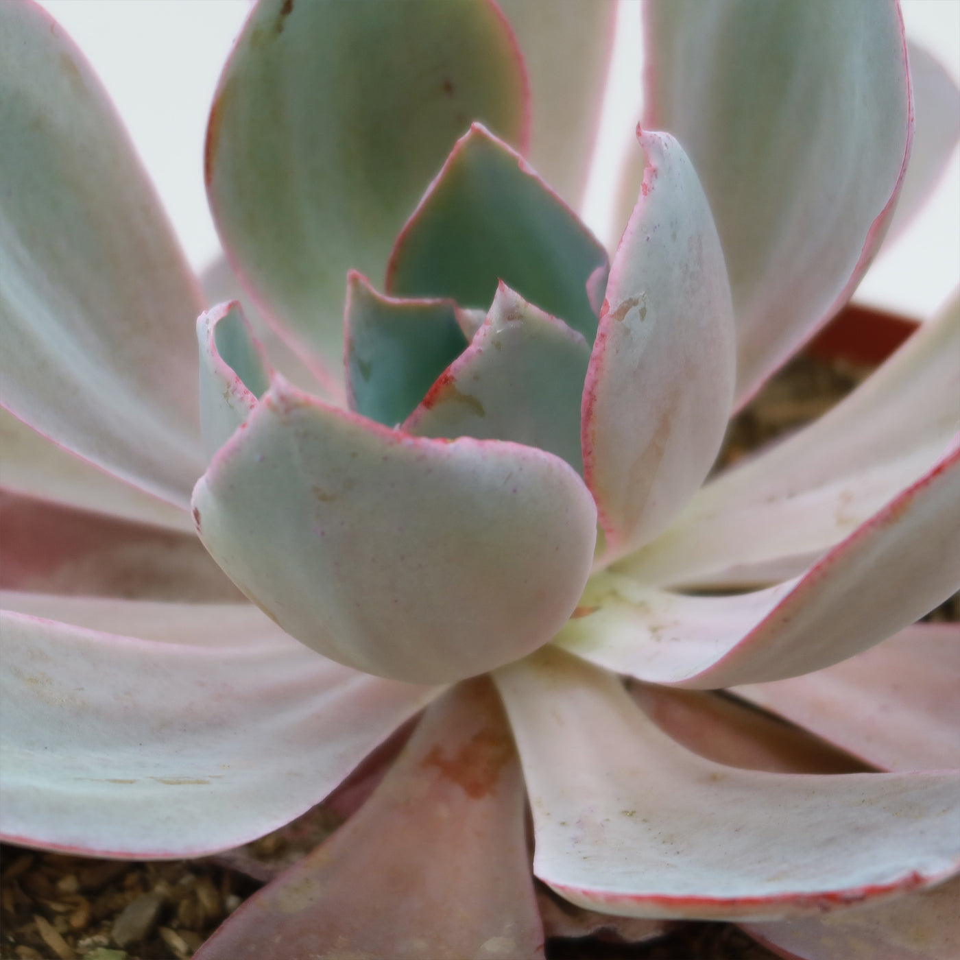 succulent afterglow Buy 'Echeveria afterglow' For sale