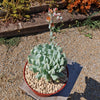 Echeveria &