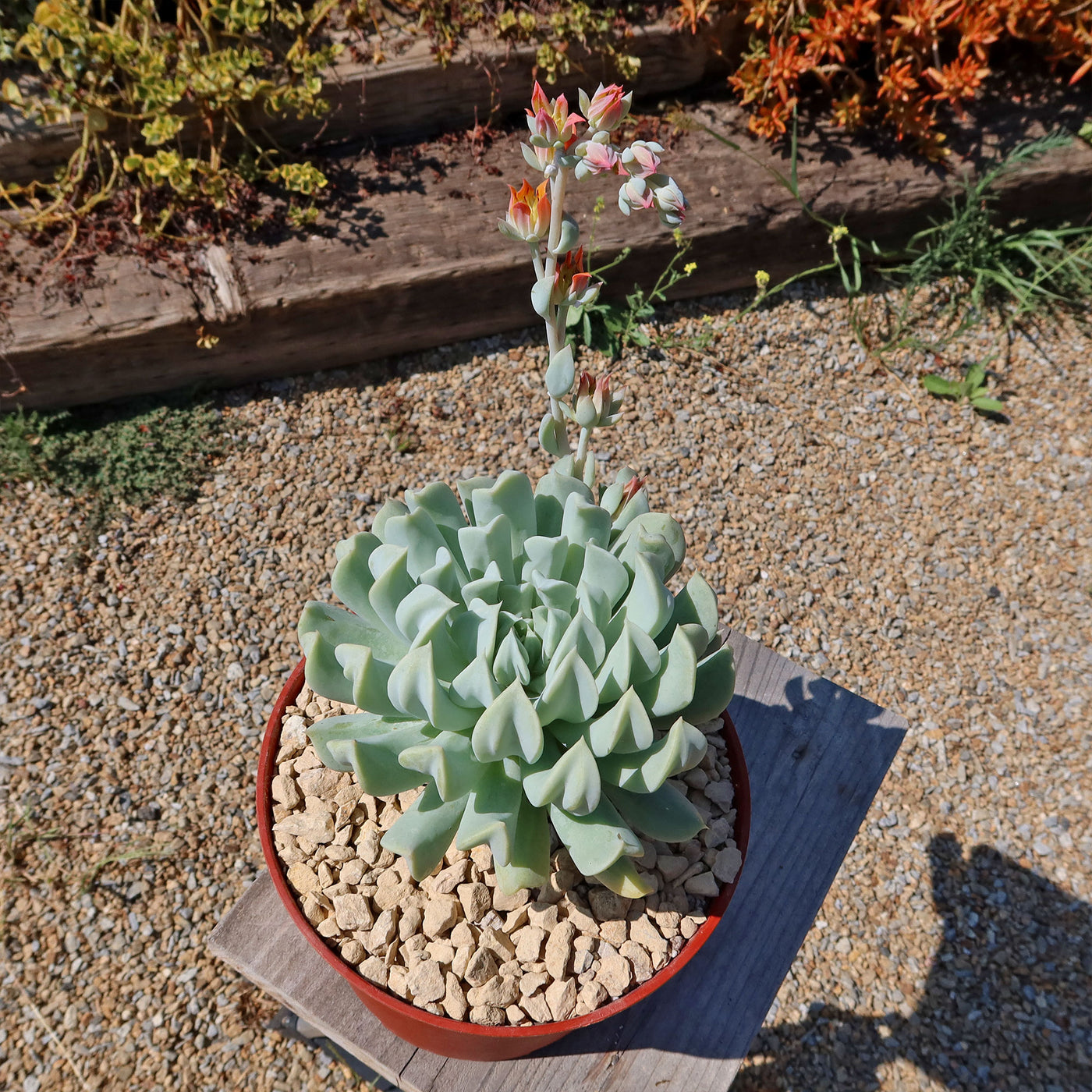 topsy turvy succulent bloom Buy 'Echeveria runyonii - Topsy Turvy' Online