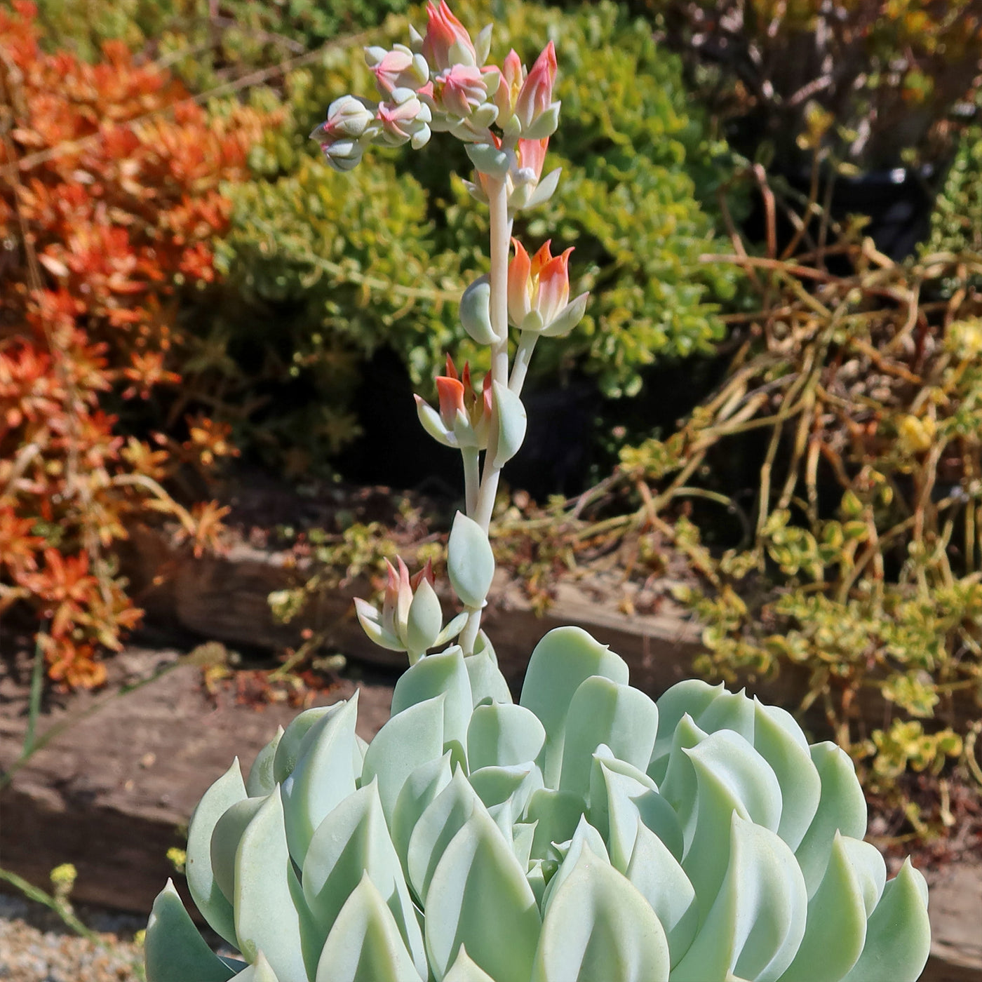 topsy turvy succulent bloom Buy 'Echeveria runyonii - Topsy Turvy' Online