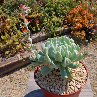 Echeveria 'Topsy Turvy'