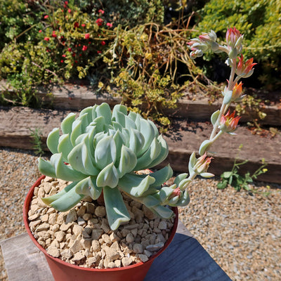 Echeveria 'Topsy Turvy'