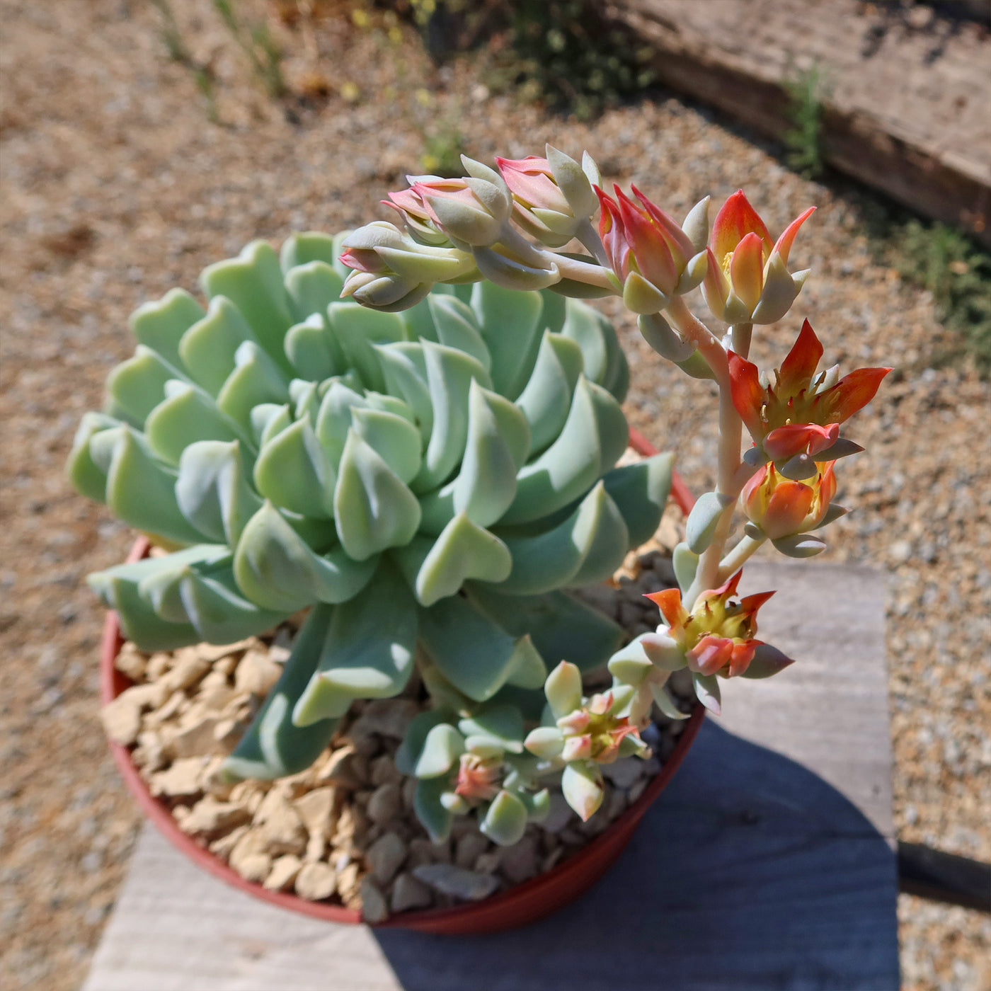 Echeveria 'Topsy Turvy'