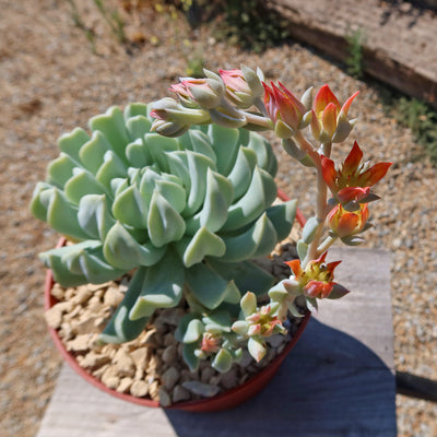 Echeveria 'Topsy Turvy'