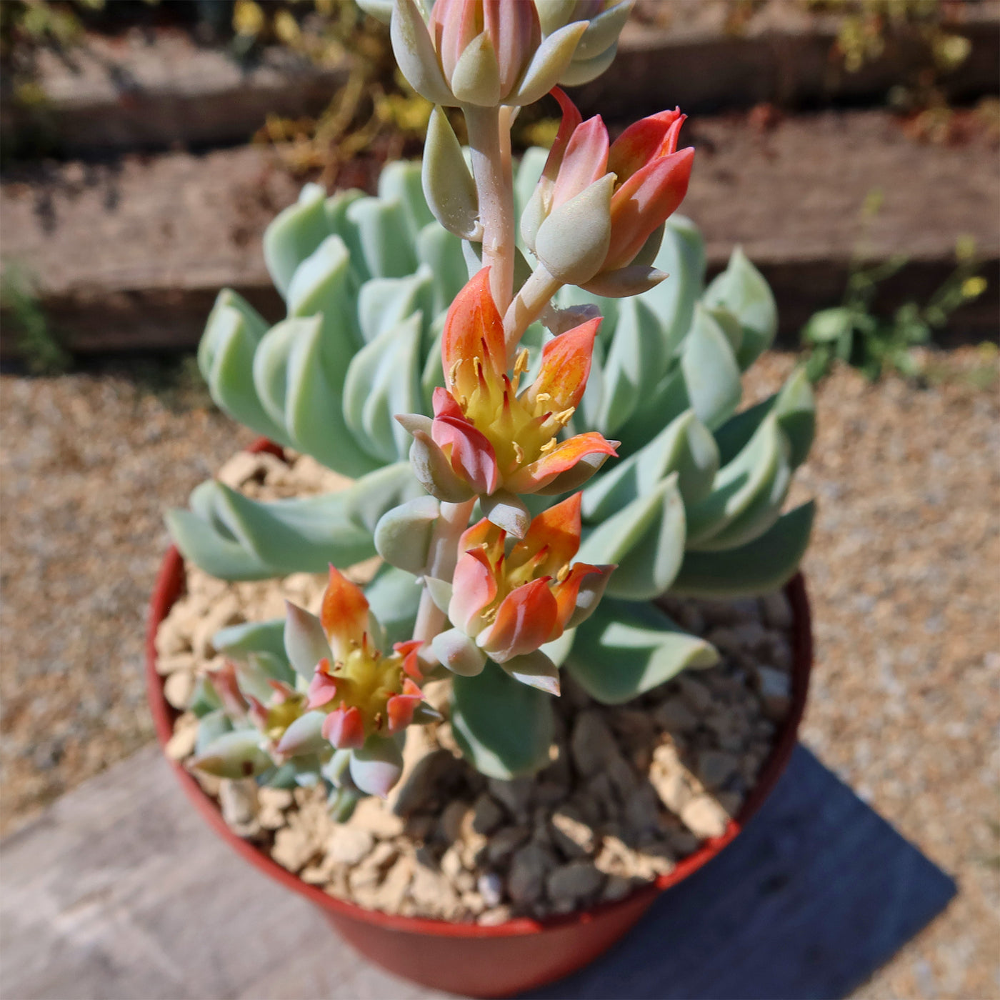 Echeveria 'Topsy Turvy'