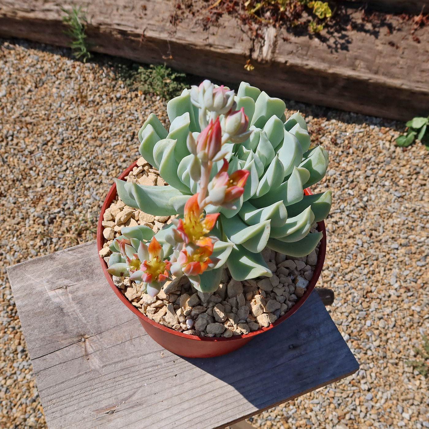 Echeveria 'Topsy Turvy'