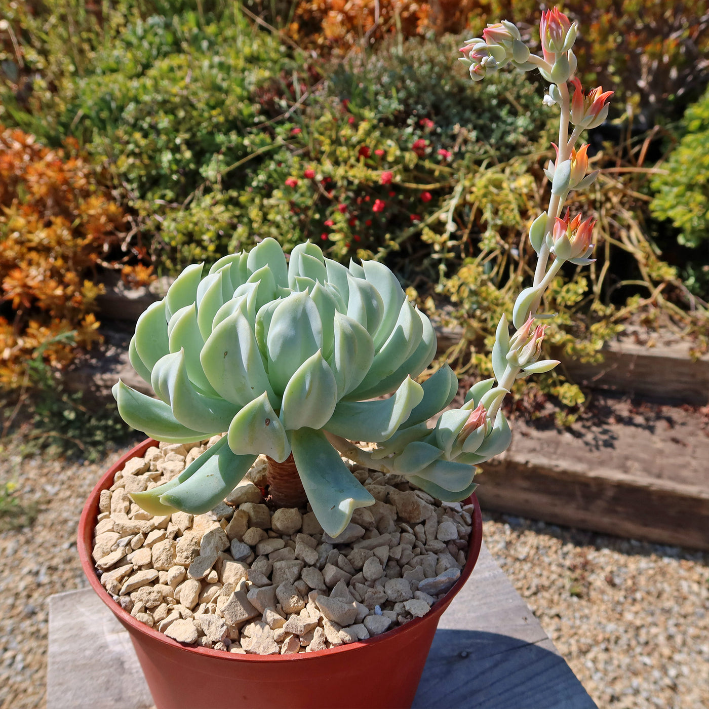 Echeveria 'Topsy Turvy'