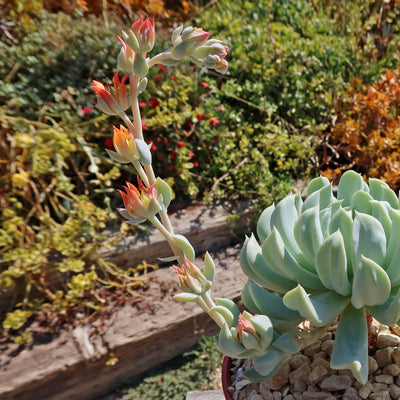 Echeveria 'Topsy Turvy'