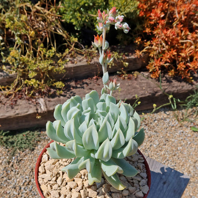 Echeveria 'Topsy Turvy'